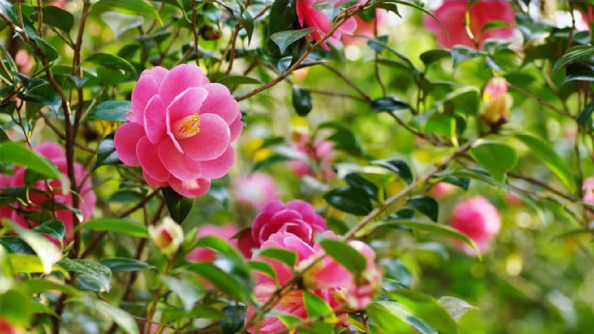 Công dụng khi trồng cây Hoa Trà